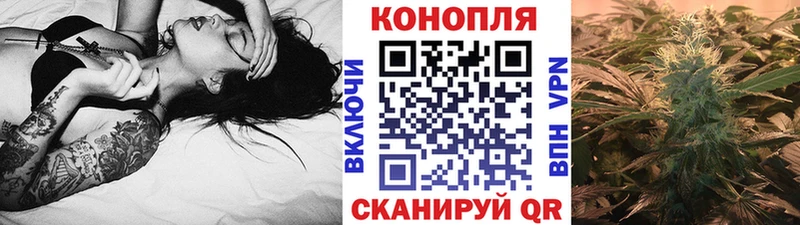 закладка Вышний Волочёк Каннабис индика